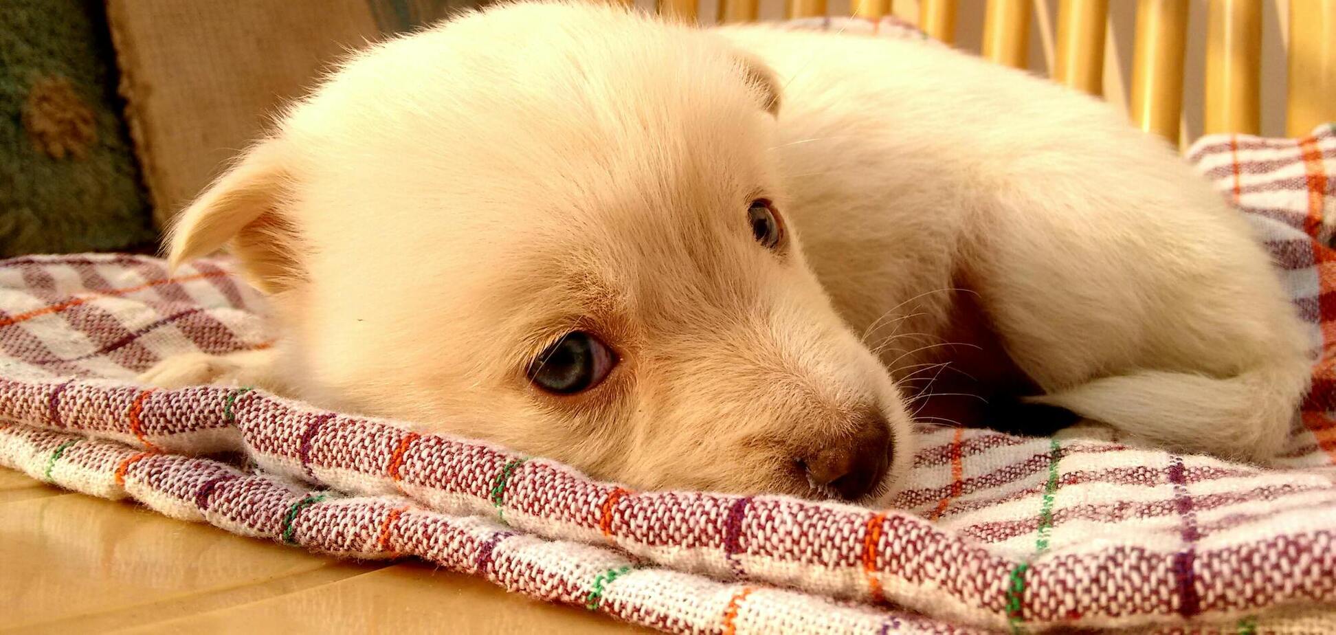 Что делать, чтобы щенок не кусался: три важных шага