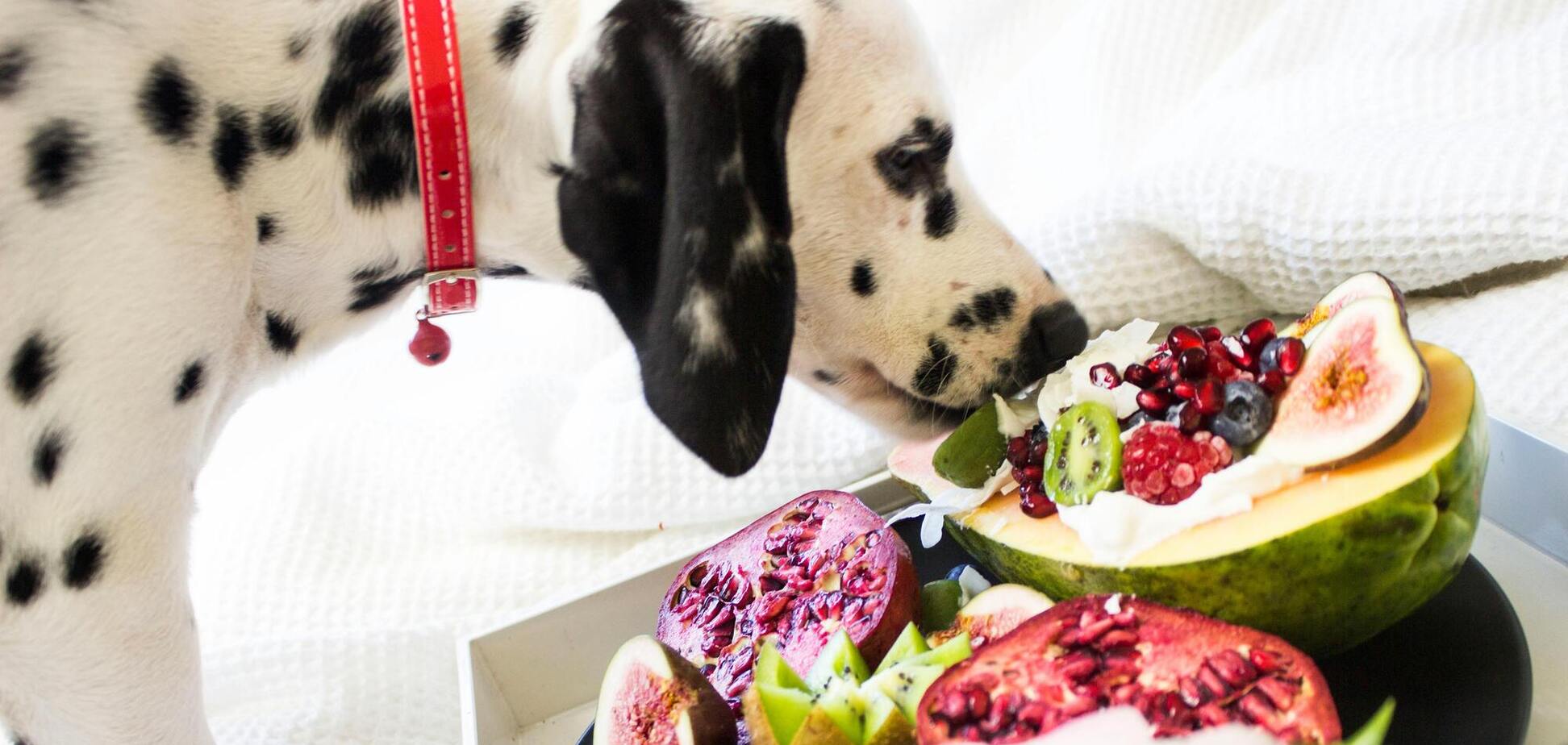 Названы пять фруктов, которыми можно заменить магазинные лакомства для собак