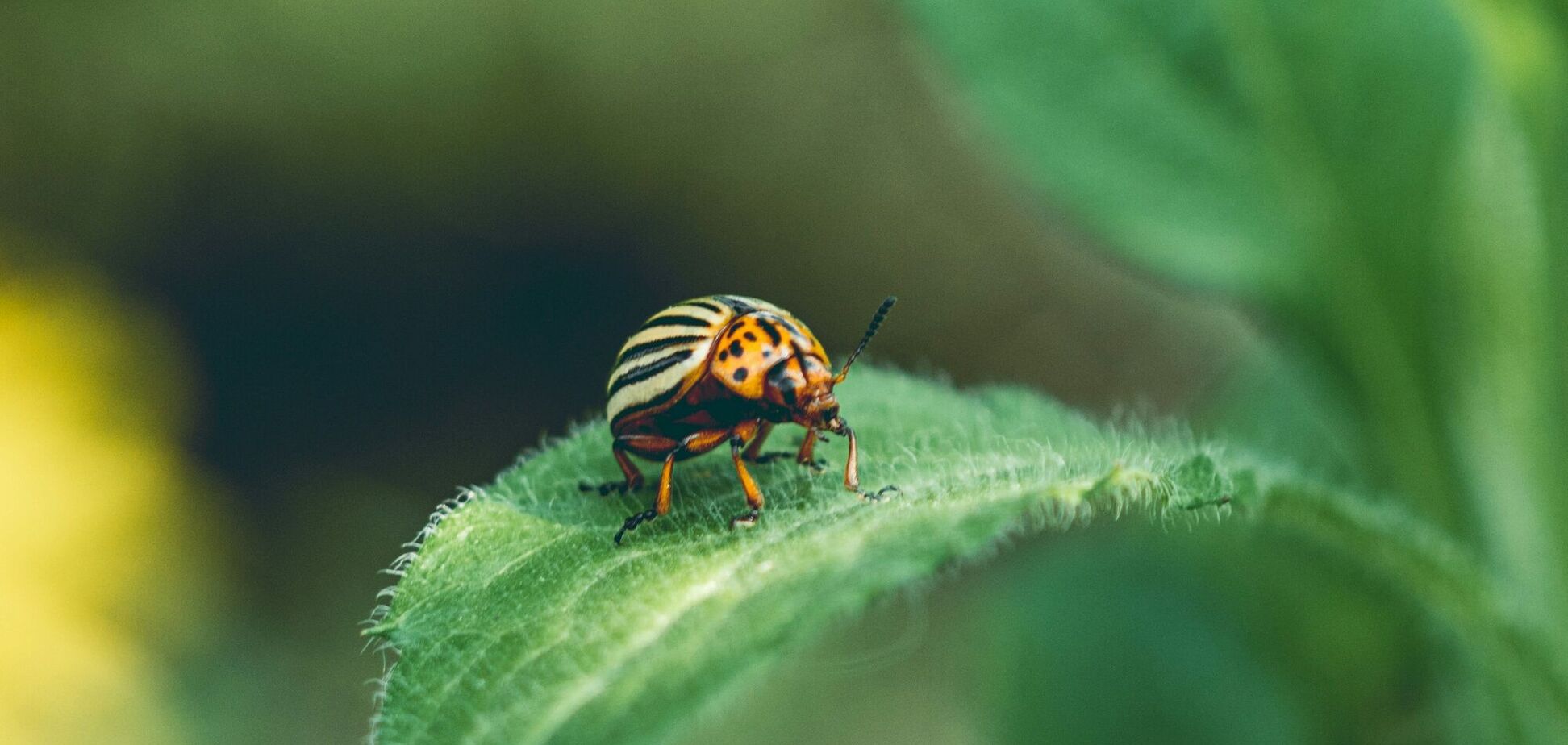 Хімія не знадобиться: які квіти на городі відлякають колорадських жуків