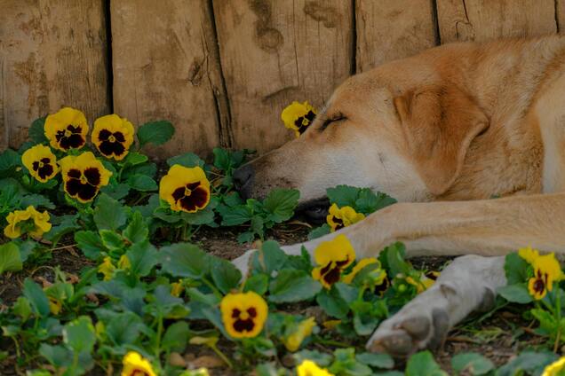 Топ-5 цветов, которые могут серьезно навредить коту или собаке: держите их подальше от них
