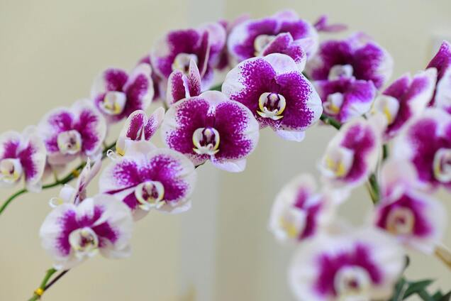 Як обрізати орхідею, щоб вона швидко зацвіла знову: секретний прийом