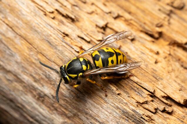 Как отпугнуть ос от дома: одно простое натуральное средство