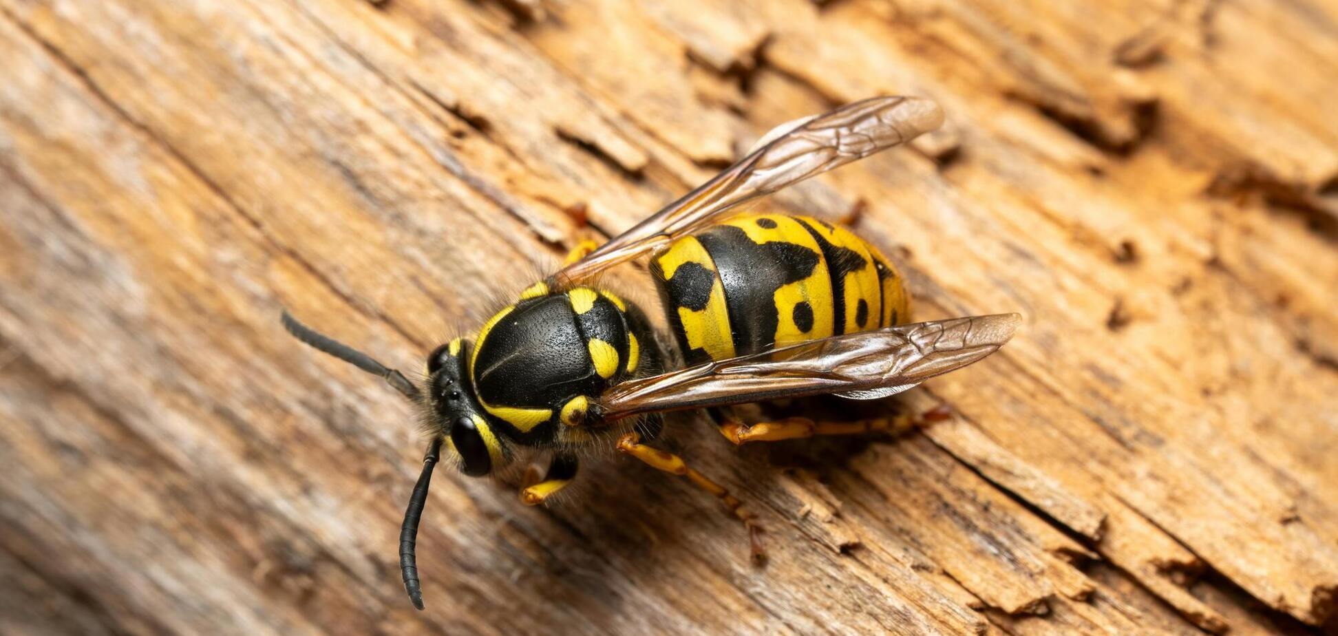 Как отпугнуть ос от дома: одно простое натуральное средство