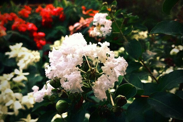 Красивая и менее прихотливая: названа альтернатива гортензии для сада