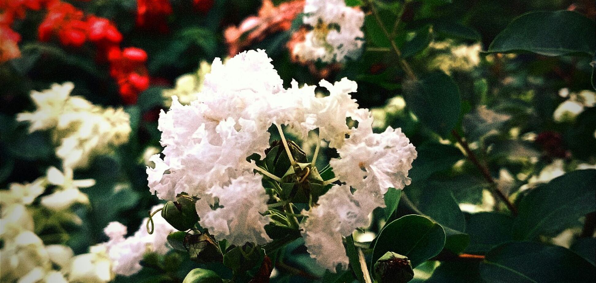 Красивая и менее прихотливая: названа альтернатива гортензии для сада