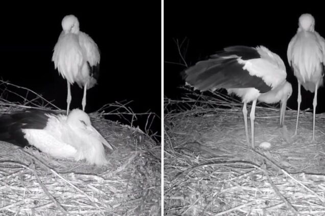 У знаменитых аистов Грицика и Одарки будет пополнение: кадры растрогали сеть. Фото и видео