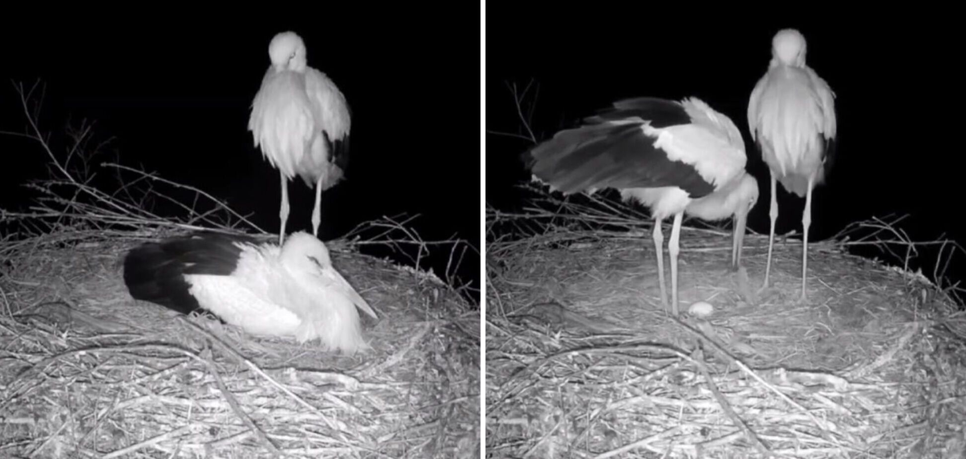 У знаменитых аистов Грицика и Одарки будет пополнение: кадры растрогали сеть. Фото и видео