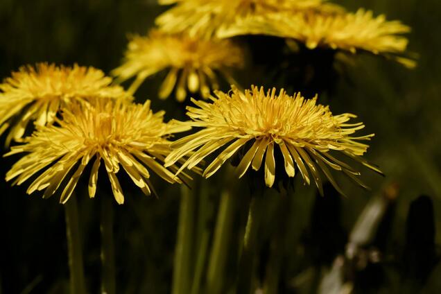 Має швидку дію: як зробити добриво із кульбаб