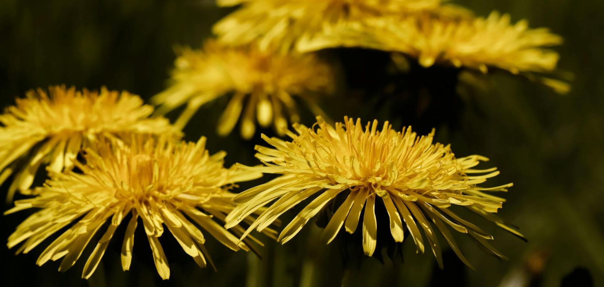 Имеет быстрое действие: как сделать удобрение из одуванчиков