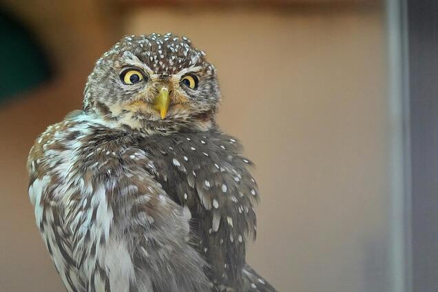 Как легко заманить сов в ваш сад: они уничтожат всех мышей и крыс