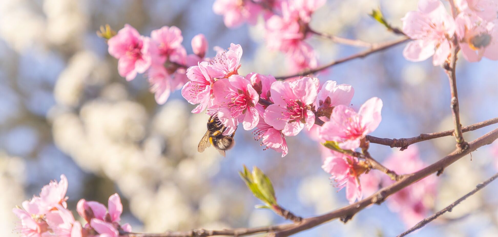 Ніч ще буде холодною: синоптикиня дала прогноз на середу в Україні. Карта