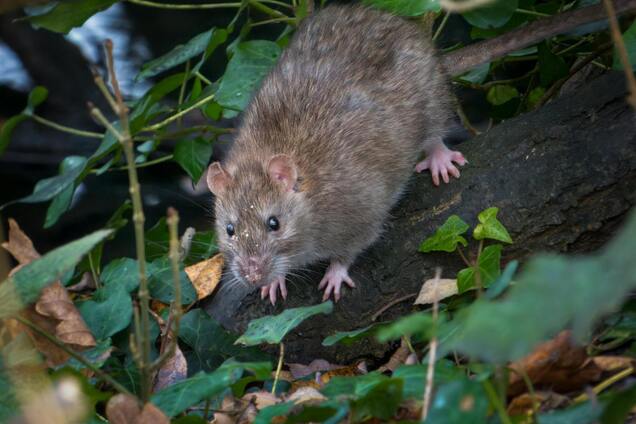 Как отвадить крыс от сада и дома: одна просто смена решает все