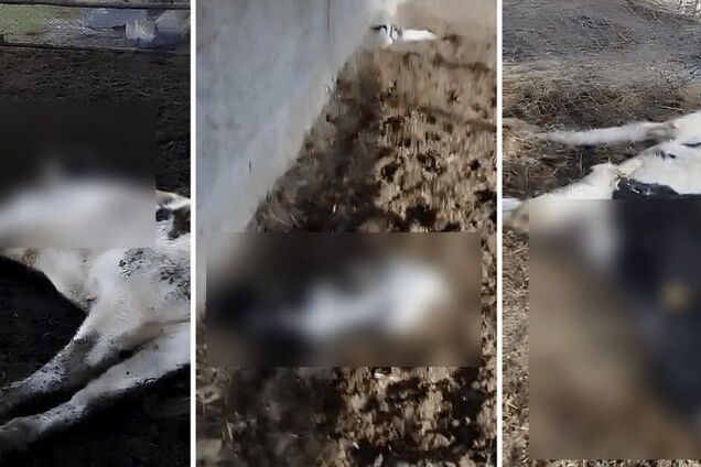 На держпідприємстві 'Рихальске' на Житомирщині масово гинуть корови: медіа підозрюють рейдерів