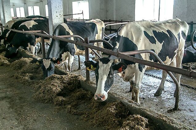 В России массово истребляют коров из-за распространения ящура: хакеры получили подтверждение