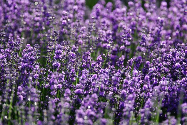 Що зробити з лавандою, щоб вона пишно зацвіла: дієва хитрість