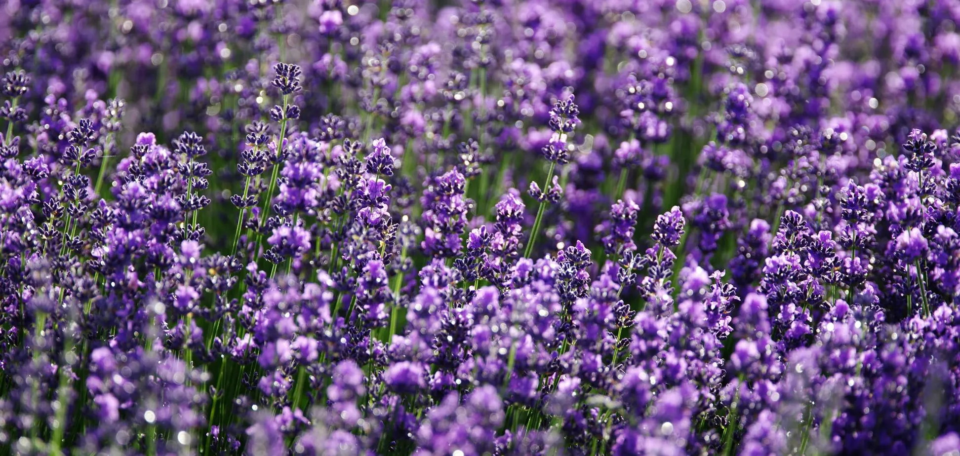 Что сделать с лавандой, чтобы она пышно зацвела: действенная хитрость