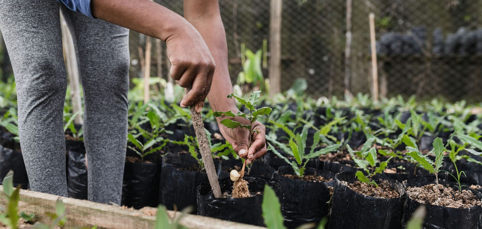 Чим підживити розсаду помідорів і перцю: урожай побʼє рекорди