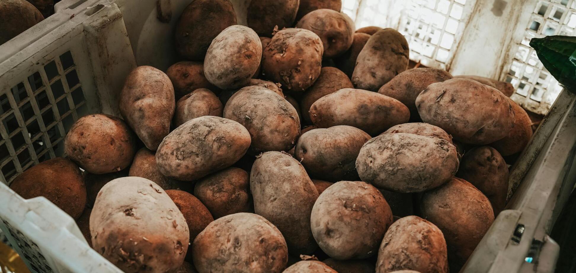 Какой картофель сажать, чтобы быстро получить урожай: топ сортов