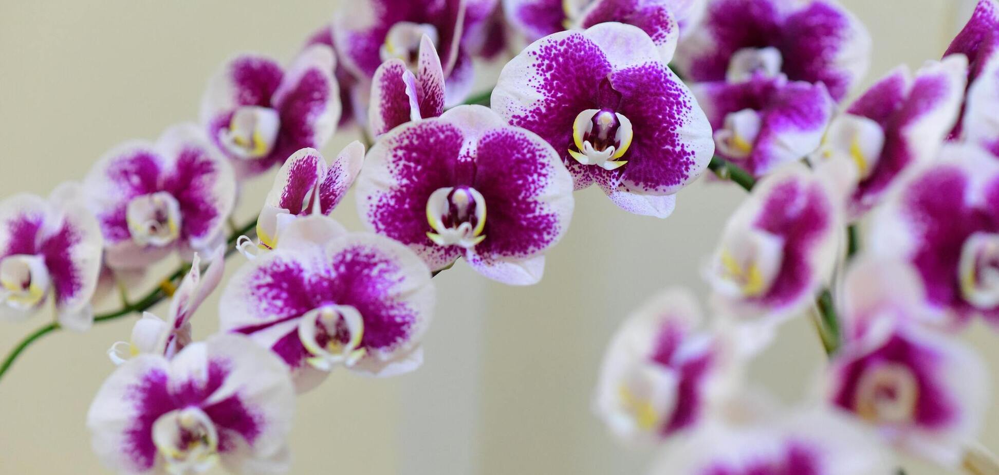 Як змусити орхідею знову зацвісти: чотири основні кроки