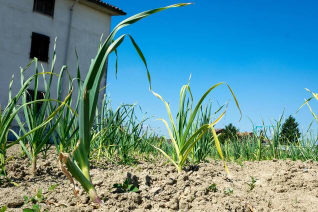 Полейте чеснок и лук этим аптечным средством: желтые перья станут зелеными за два дня