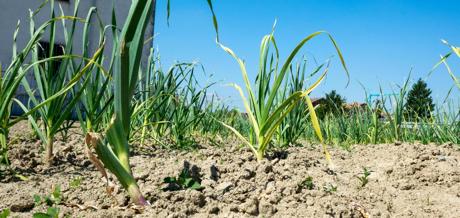 Полейте чеснок и лук этим аптечным средством: желтые перья станут зелеными за два дня