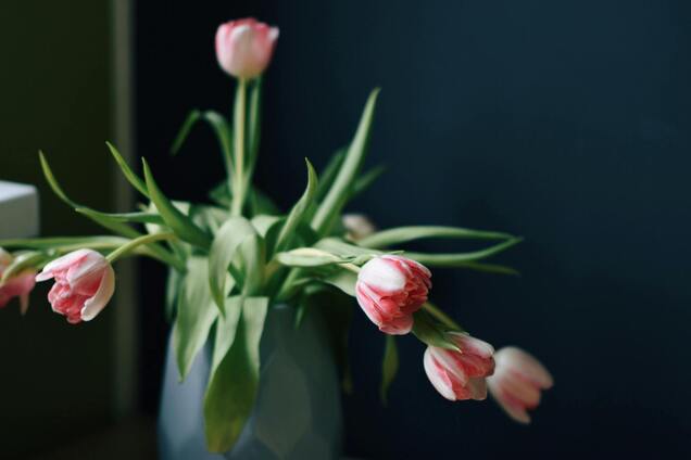 Як миттєво оживити зів'ялі тюльпани у вазі: дивовижний лайфхак