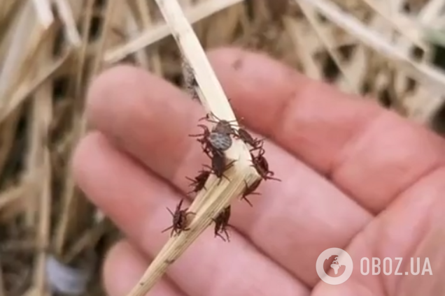 Под Киевом зафиксировали настоящее нашествие клещей: могут быть переносчиками опасных болезней. Видео
