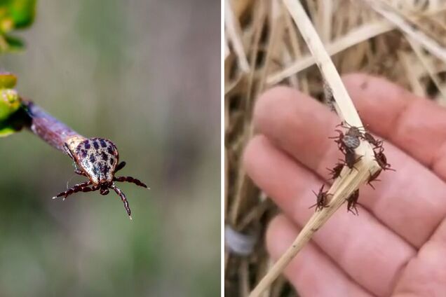 Під Києвом зафіксували справжнє нашестя кліщів: можуть бути переносниками небезпечних хвороб. Відео