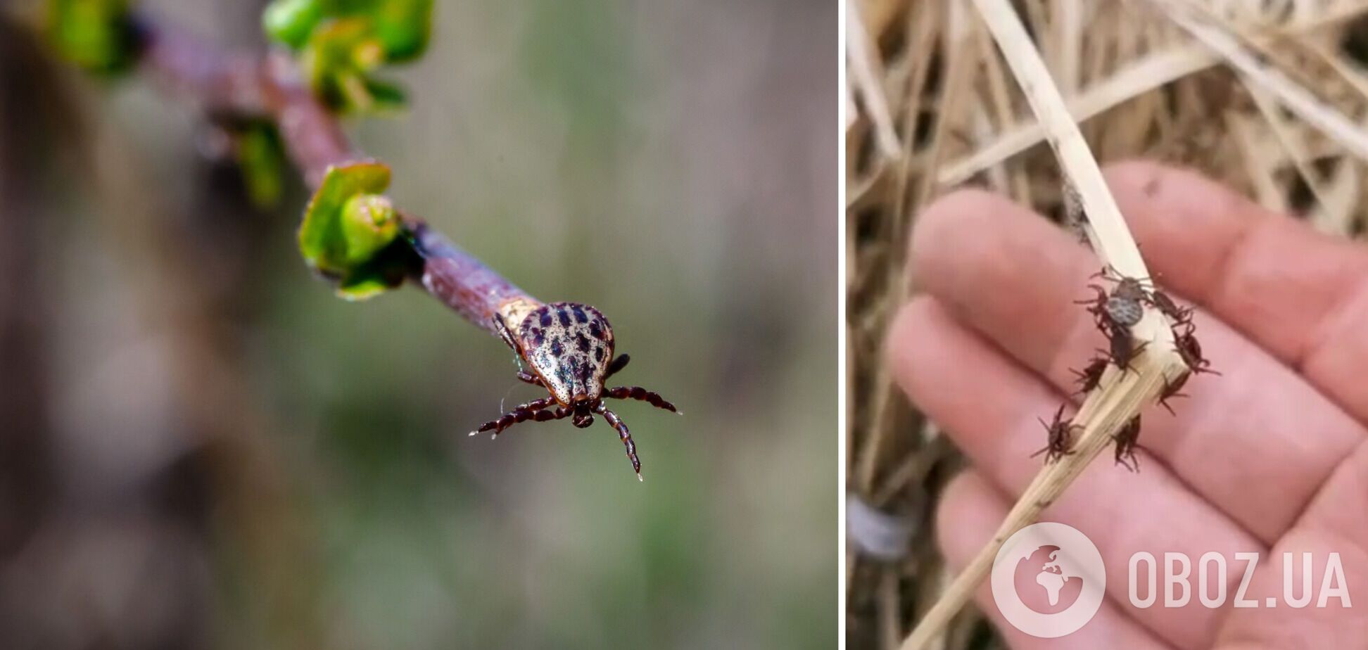 Під Києвом зафіксували справжнє нашестя кліщів: можуть бути переносниками небезпечних хвороб. Відео