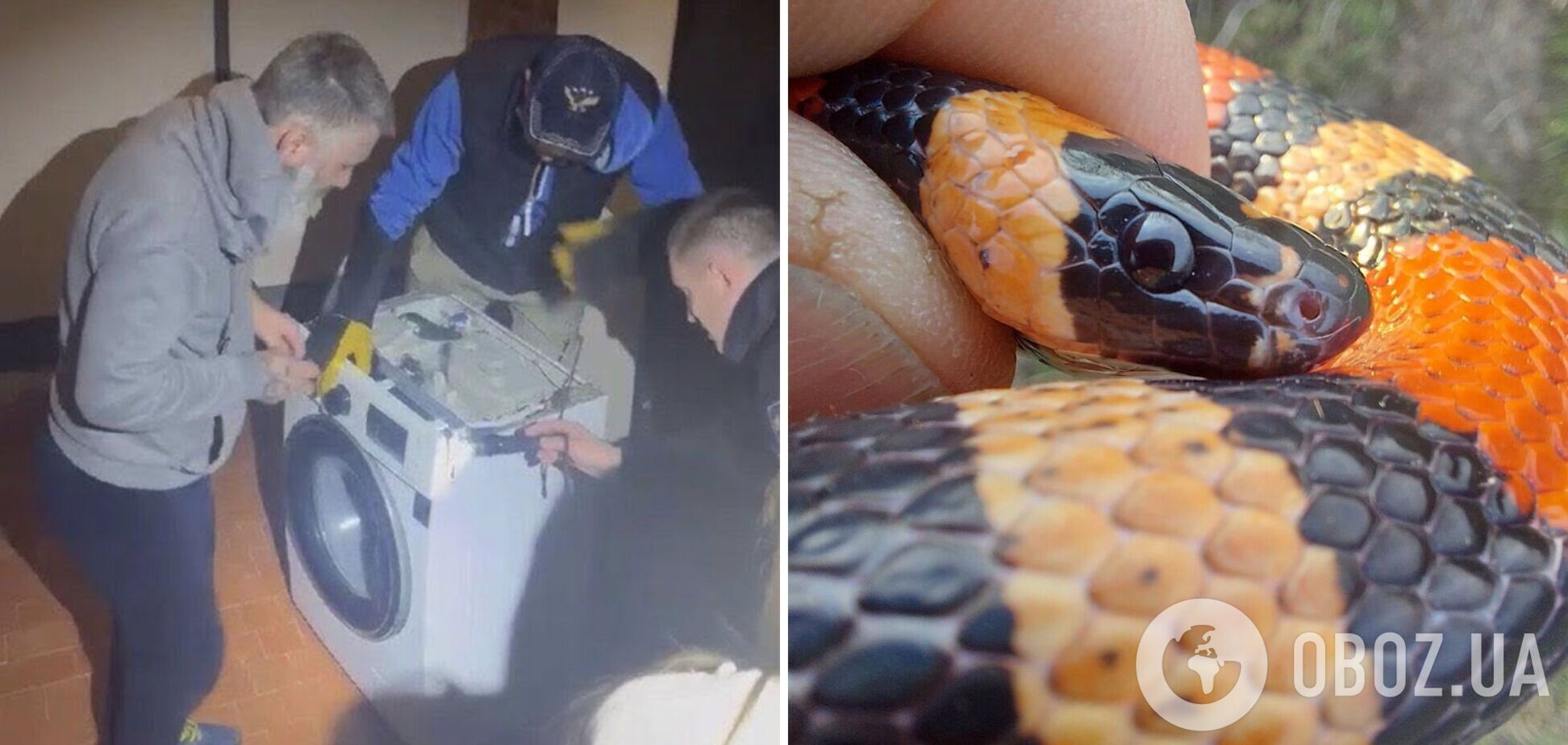 В Харькове в стиральной машине нашли змею: как она туда попала. Фото