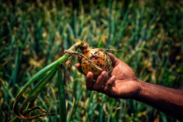 Что делать, чтобы лук не уходил в стрелки: есть способ предотвратить