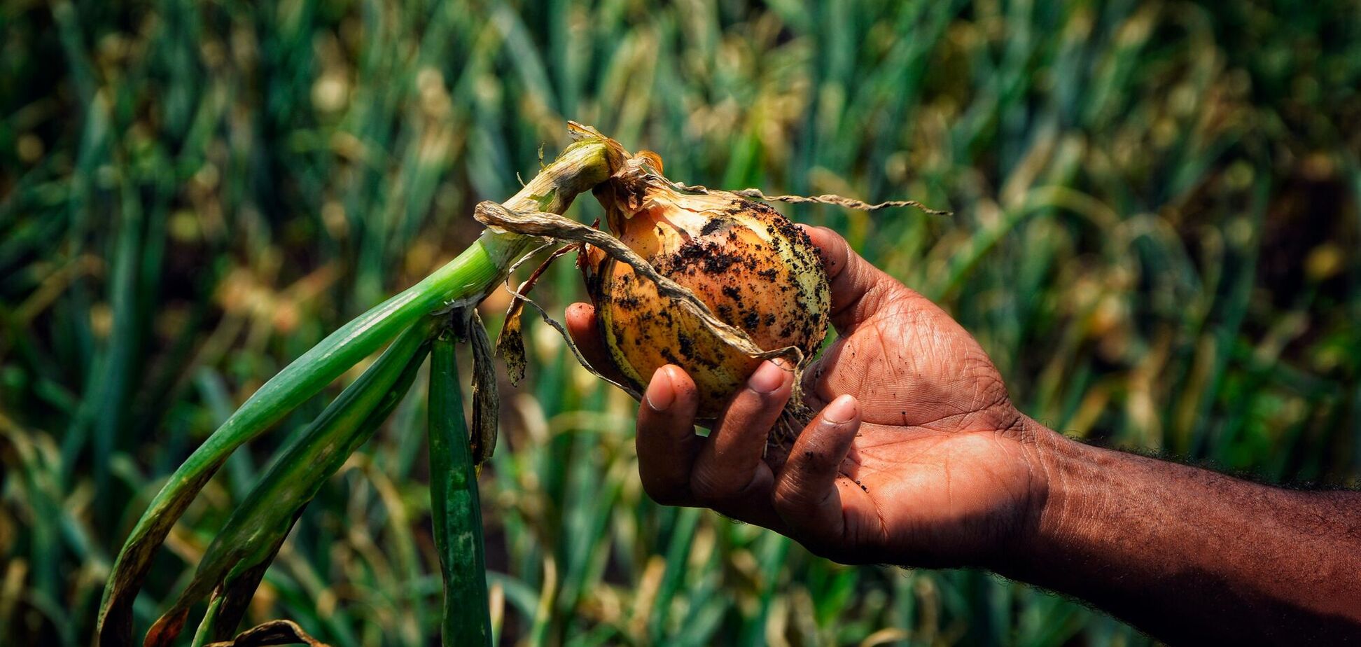 Что делать, чтобы лук не уходил в стрелки: есть способ предотвратить