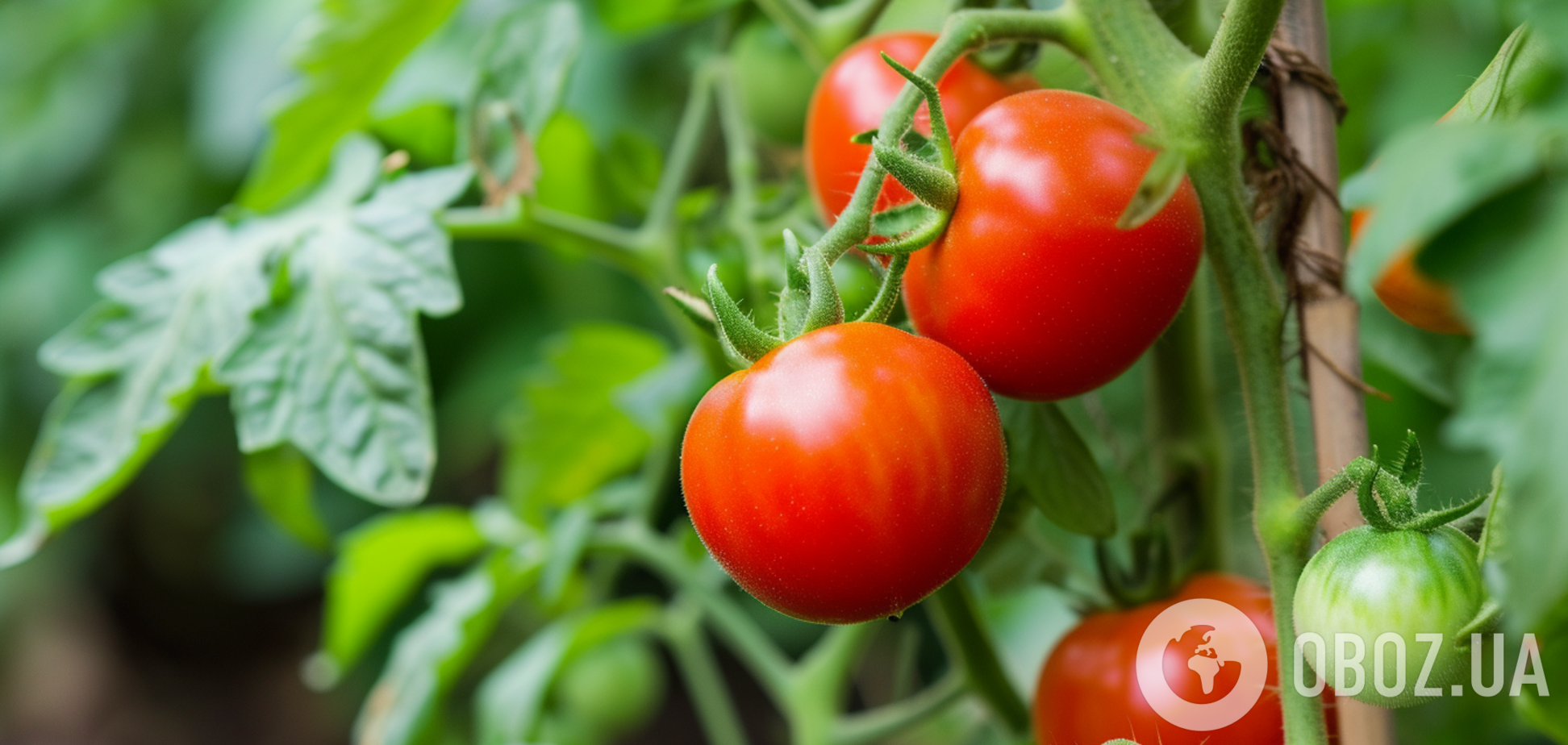 4 помилки можуть зіпсувати ваш урожай помідорів: що робити не слід
