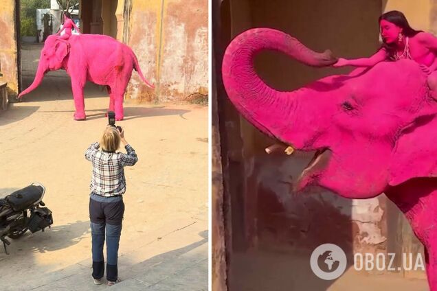 В Индии умер слон, которого россиянка покрасила в розовый цвет для фотосессии. Видео