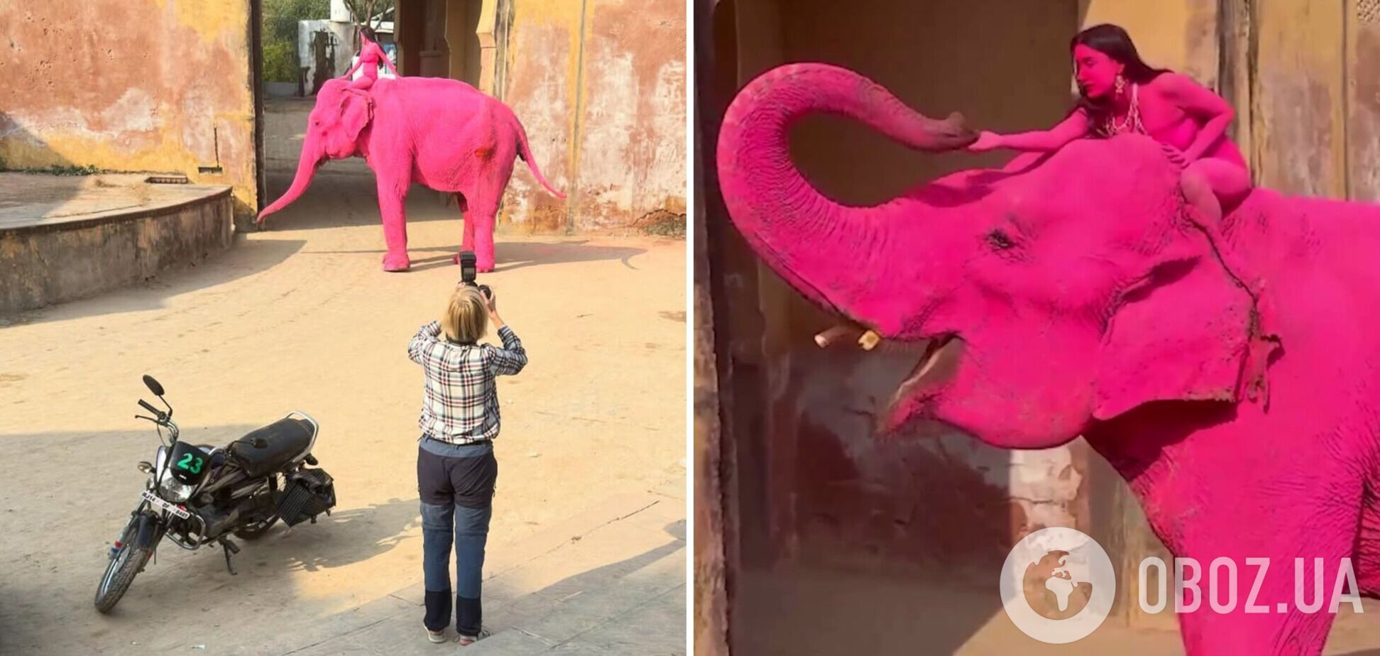 В Индии умер слон, которого россиянка покрасила в розовый цвет для фотосессии. Видео
