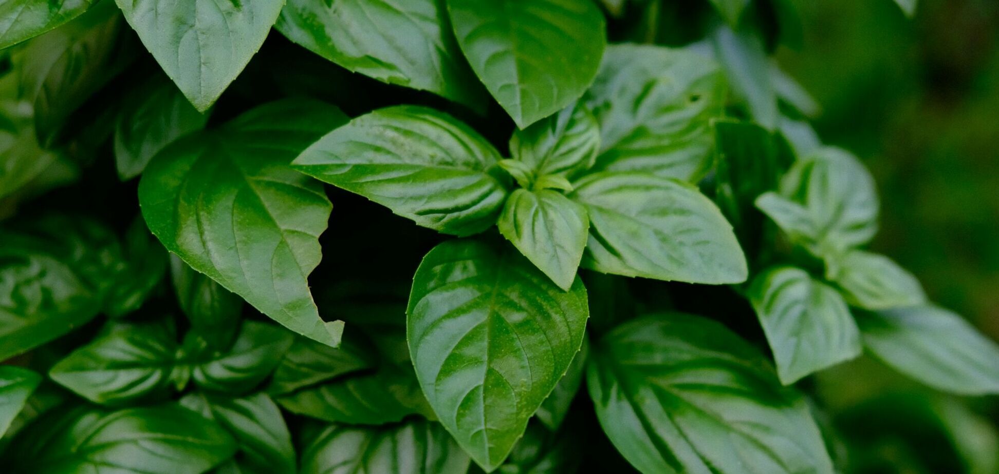 Погано ростуть разом: що не можна садити біля базиліку