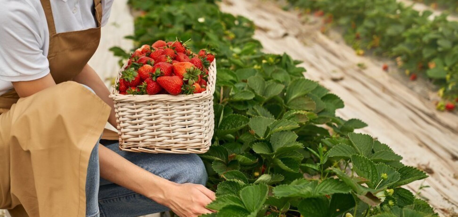 Результат буде миттєвим: чим підживити навесні полуницю