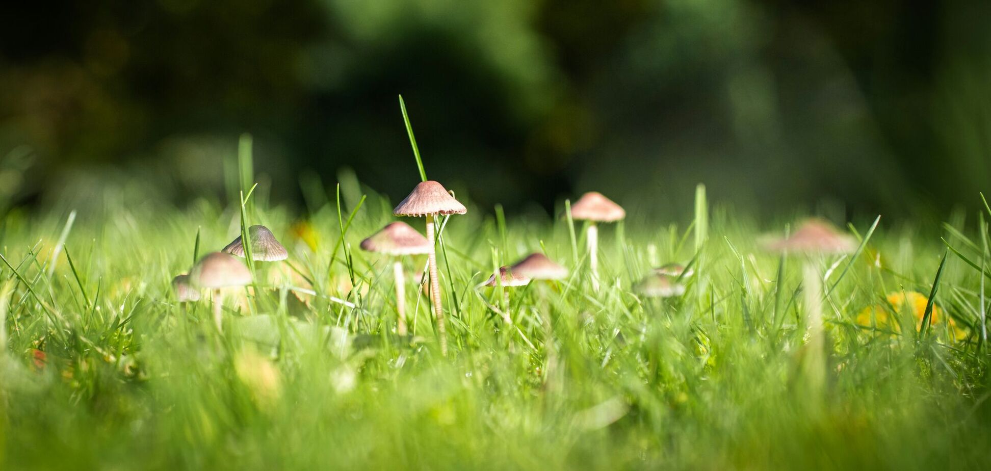 Как избавиться от нежелательных грибов в саду: есть простой способ