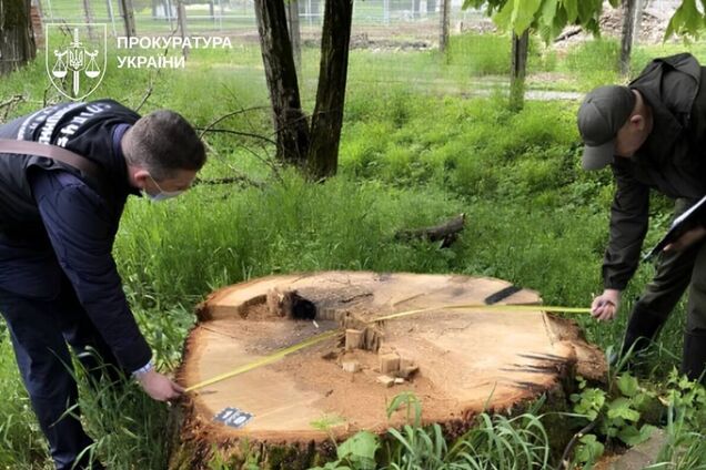 В СОУ викрили схеми на деревині на 14,7 млн грн