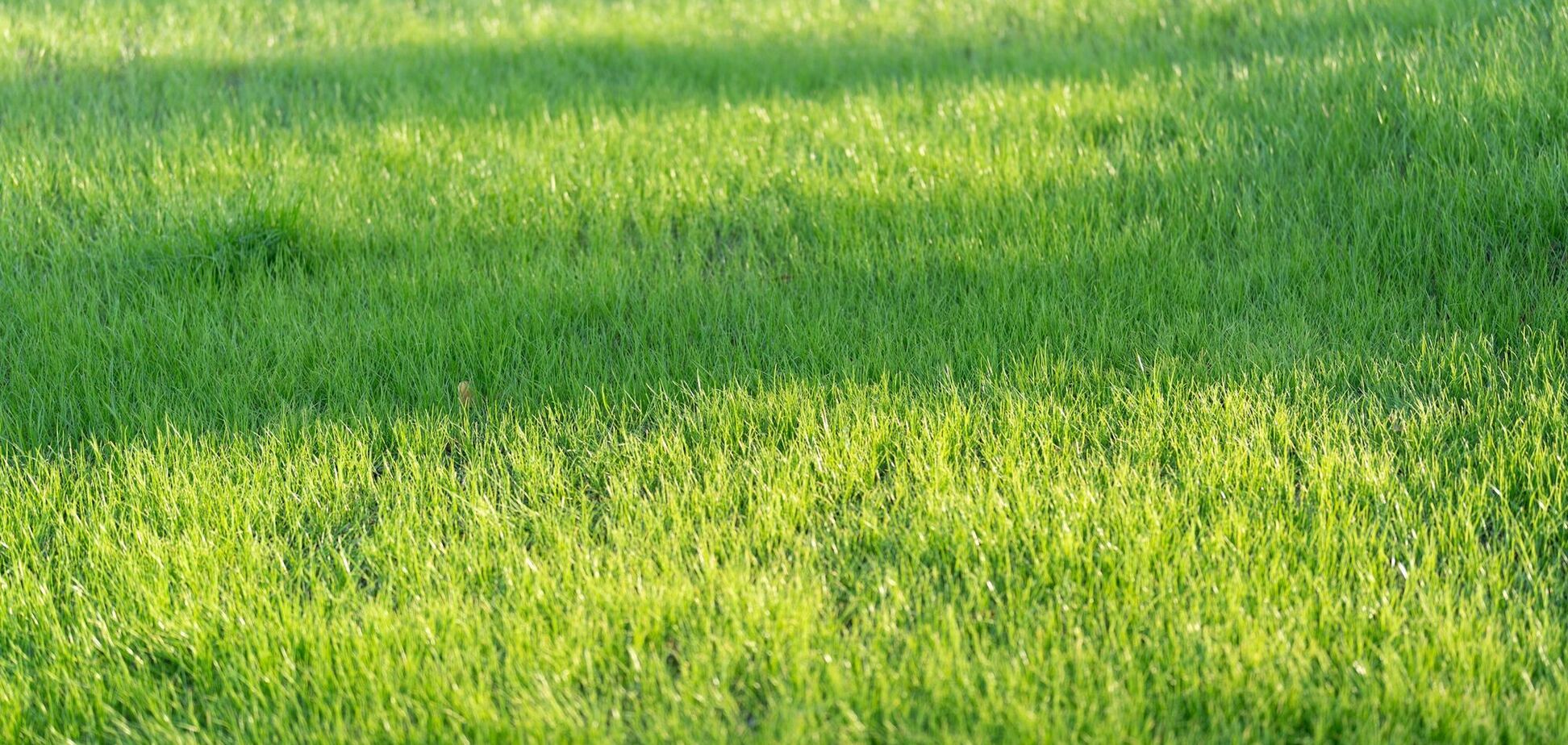 Як відновити газон до літа: дієві способи