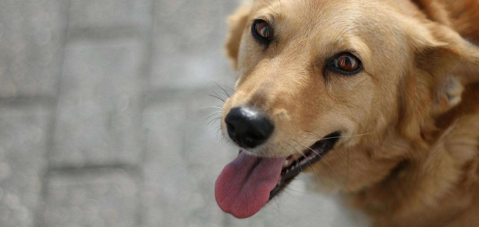 Почему некоторым людям категорически нельзя заводить собаку: 5 причин