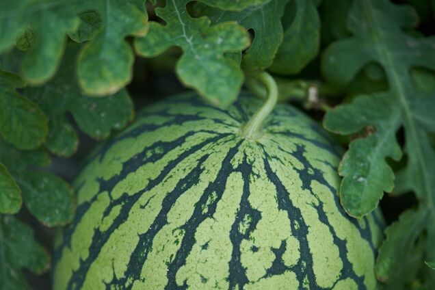 Коли треба садити кавуни: сприятливі дні у 2026 році