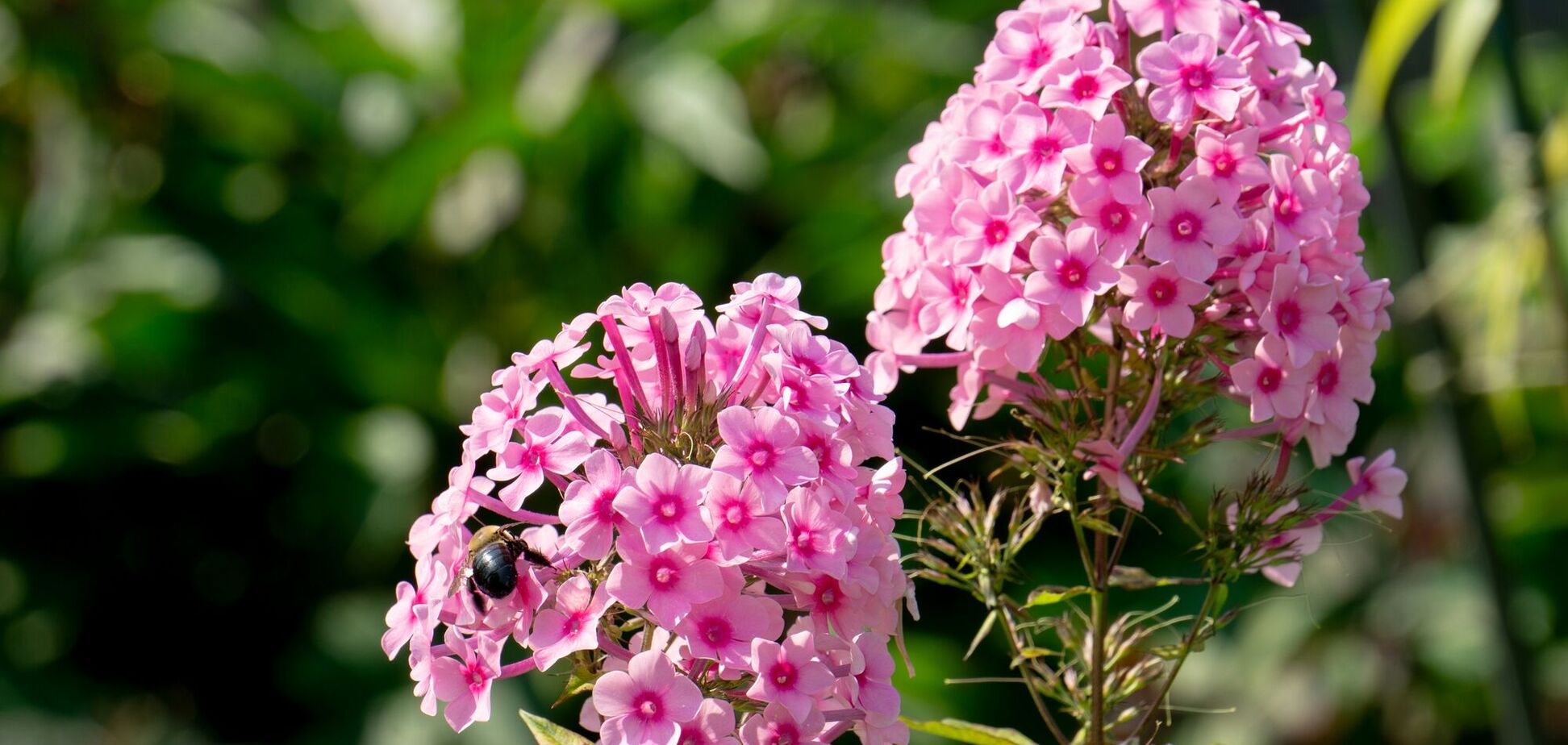 Квітка, яку любили наші бабусі, знову заполонила сади