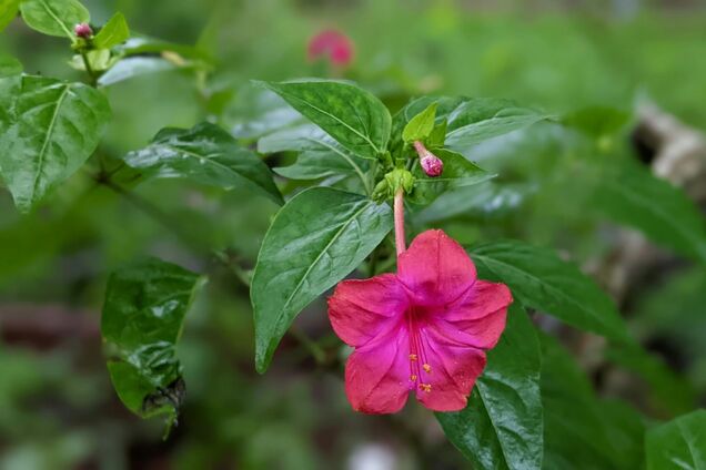 Светится в темноте и пахнет духами: названо необычное растение для сада