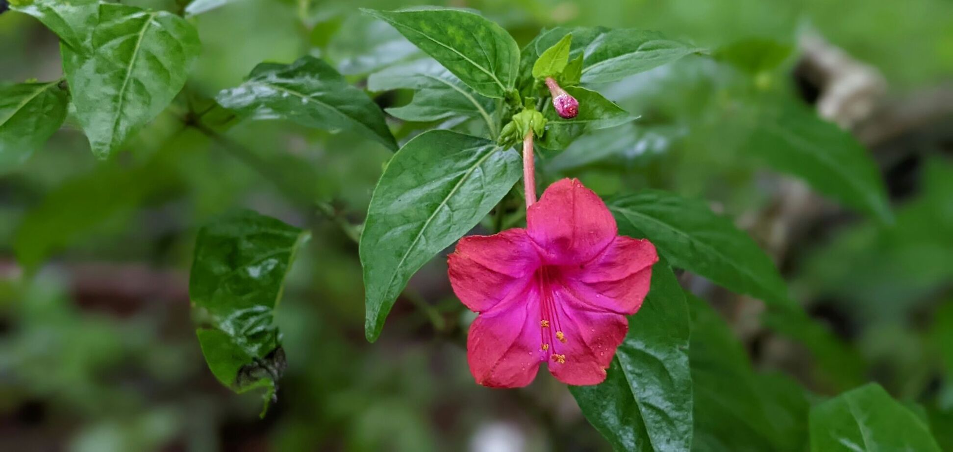 Светится в темноте и пахнет духами: названо необычное растение для сада