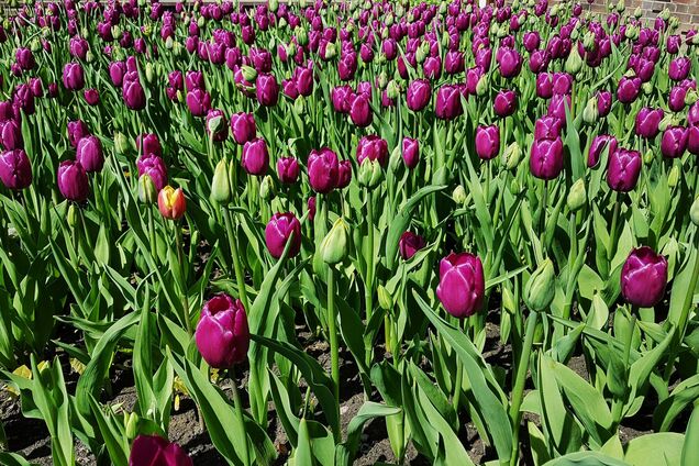 Что делать, если тюльпаны не цветут: как исправить ситуацию