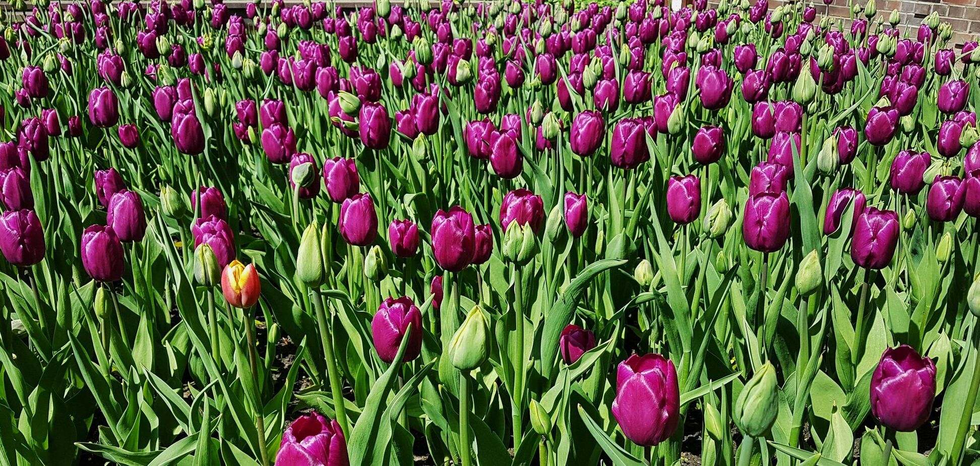 Что делать, если тюльпаны не цветут: как исправить ситуацию