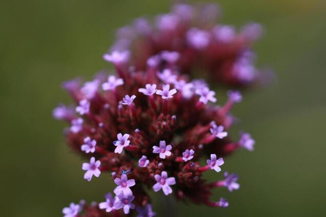 Що посадити замість лаванди: несподівана і прекрасна альтернатива
