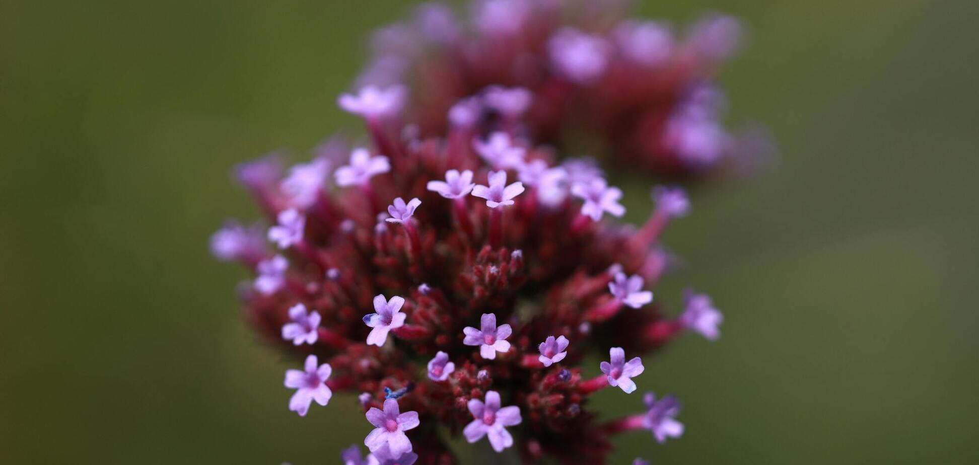 Що посадити замість лаванди: несподівана і прекрасна альтернатива
