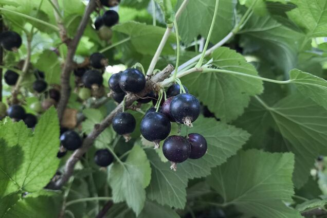 Чим підживити смородину навесні: ягід буде вдвічі більше